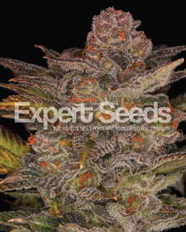 1 UND FEM - BLUEBERRY GLUE AUTO * EXPERT SEEDS 1 UND FEMINIZADA