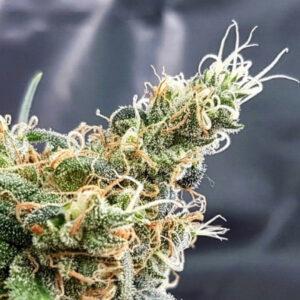 10 UND FEM - BLUEBERRY GLUE * EXPERT 10 UND FEMINIZADAS