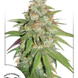 3 UND FEM - GLUEBERRY O.G. ﾮ * DUTCH PASSION 3 UND FEMINIZADAS