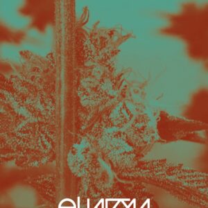 3 UND FEM - GMO X STRAWNANA * PURPLE CITY GENETICS 3 FEMINIZADAS