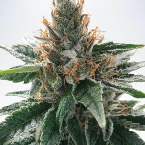 5 UND FEM - GOD'S GLUE * MINISTRY SEEDS 5 UND FEMINIZADAS
