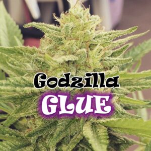 8 UND FEM - GODZILLA GLUE * DR UNDERGROUND 8 UND FEM
