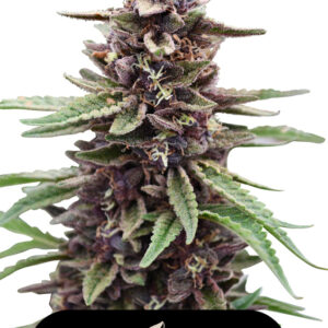 3 UND FEM - GOLD KUSH * US SKUNKX SEEDS 3 UND FEMINIZADAS