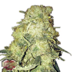 5 UND FEM - GOLD MINE * HEAVYWEIGHT SEEDS 5 UND FEMINIZADAS