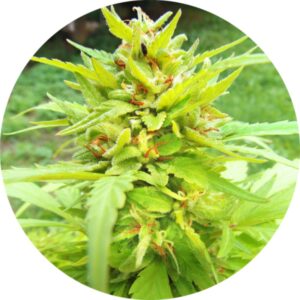 5 UND REG - GOLDEN CANNARY * TOP TAO SEEDS 5 UND REGULARES