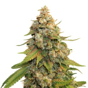 1 UND FEM - GOLDEN LEMON HAZE * SEEDSTOCKERS FEMINIZADA 1 UND