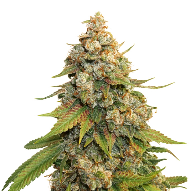 5 UND FEM - GOLDEN LEMON HAZE * SEEDSTOCKERS 5 UND FEMINIZADAS