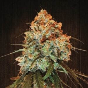 5 UND REG - GOLDEN TIGER * ACE SEEDS 5 UND REGULARES