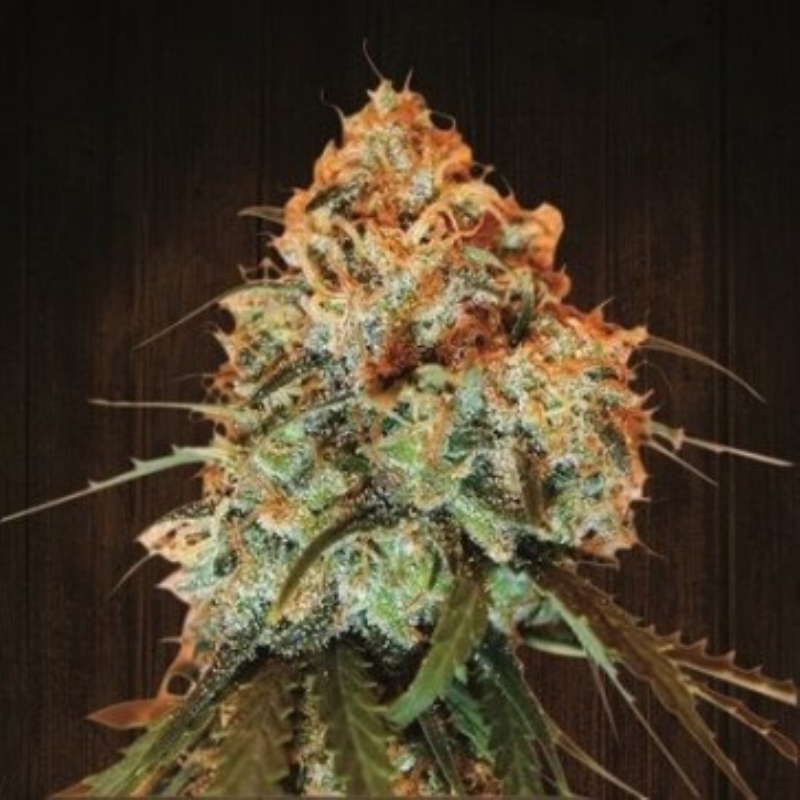 10 UND REG - GOLDEN TIGER * ACE SEEDS 10 UND REGULARES
