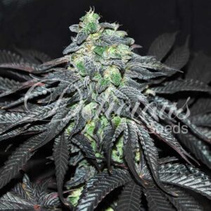 5 UND FEM - GOLOSA (INDICA LINE) * DELICIOUS 5 UND FEMINIZADAS