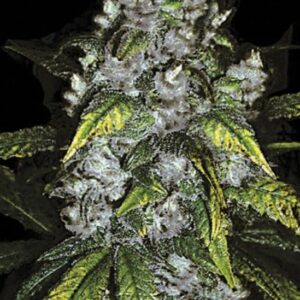 10 UND FEM - GOOD WILD SHARK * BULK SEED 10 UND FEM