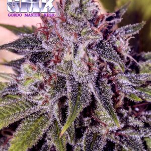 6 UND FEM - GORDOMASTER KUSH * POSITRONICS 6 UND FEMINIZADAS