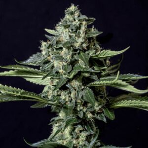 25 UND FEM - GORILA BILBO * GENEHTIK SEEDS FEMINIZADA 25 UND