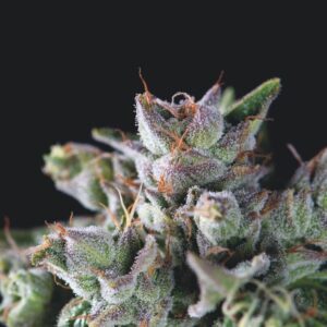 5 UND FEM - GORILA * PYRAMID SEEDS FEMINIZADA 5 UND
