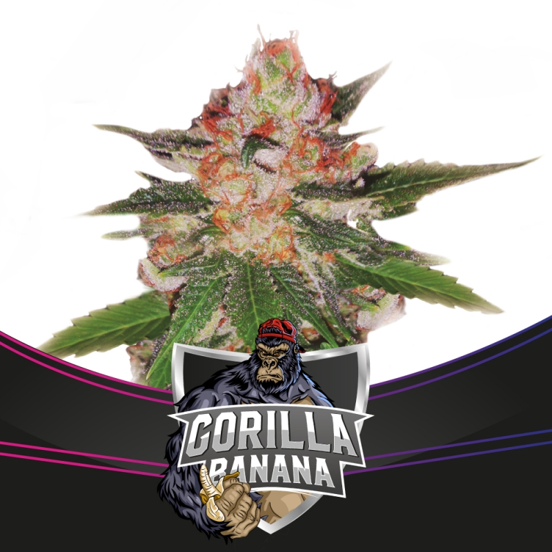 4 UND FEM - GORILLA BANANA - DRAFT LINE * BSF SEEDS 4 UND FEMINIZADAS