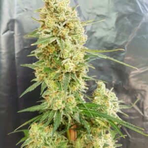 1 UND FEM - GORILLA BANANA * EXPERT SEEDS 1 UND FEMINIZADA