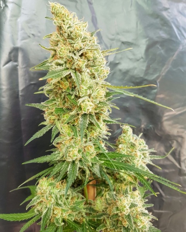 1 UND FEM - GORILLA BANANA * EXPERT SEEDS 1 UND FEMINIZADA