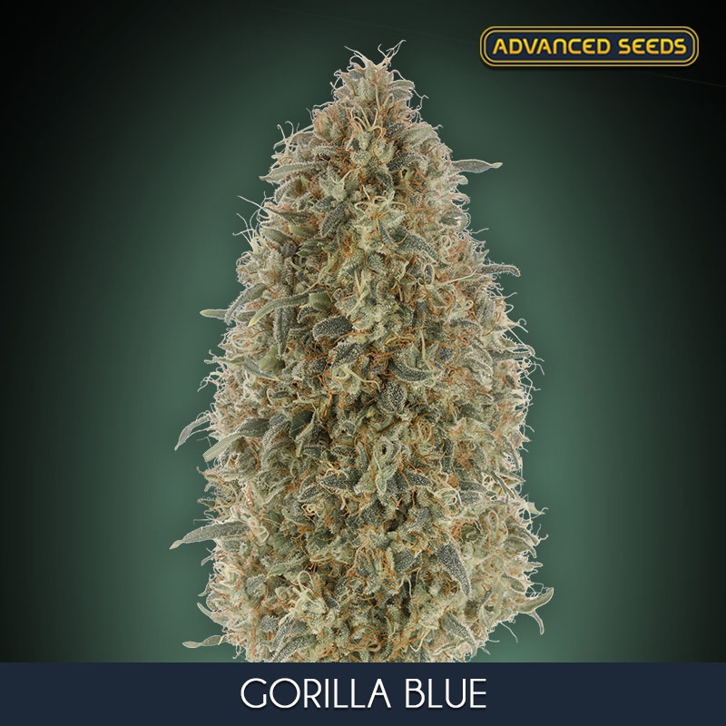 25 UND FEM - GORILLA BLUE * ADVANCED SEEDS 25 UND FEM