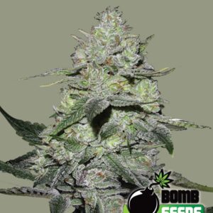 10 UND FEM - GORILLA BOMB * BOMB SEEDS 10 UND FEMINIZADAS