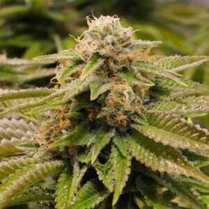 3 UND FEM - GORILLA BREATH 100% * HUMBOLDT 3 UND FEMINIZADAS