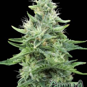 3 UND FEM - GORILLA CANDY * EVA SEEDS 3 UND FEMINIZADAS