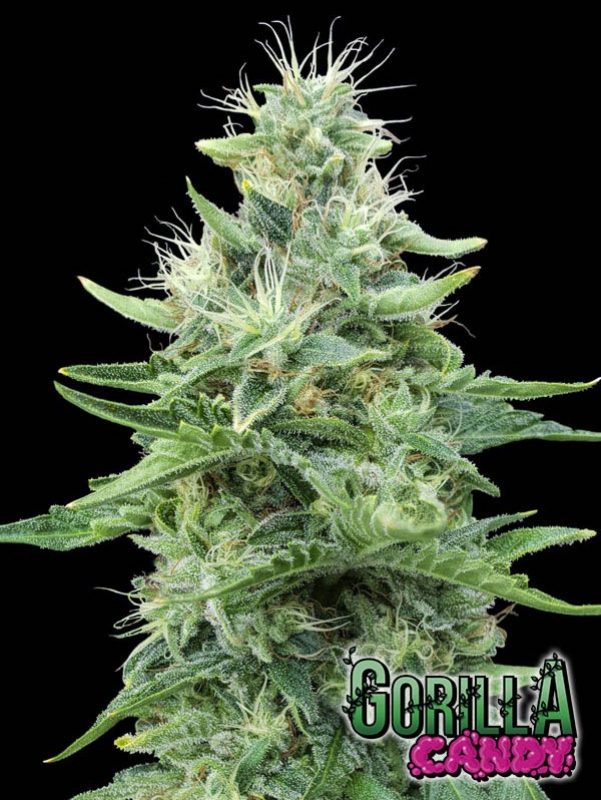 100 UND FEM - GORILLA CANDY * EVA SEEDS 100 UND FEMINIZADAS