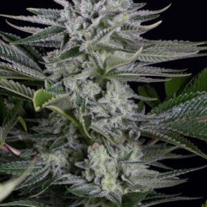 5 UND FEM - GORILLA CBD * DINAFEM 5 UND FEM