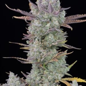 100 UND FEM - GORILLA COOKIES AUTO * FASTBUDS SEEDS FEMINIZADA 100 UND