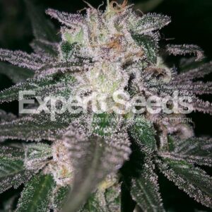 1 UND FEM - GORILLA COOKIES * EXPERT SEEDS 1 UND FEMINIZADA