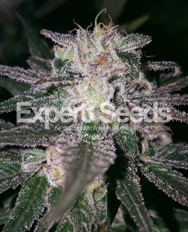 1 UND FEM - GORILLA COOKIES * EXPERT SEEDS 1 UND FEMINIZADA