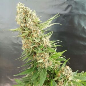1 UND FEM - GORILLA CRITICAL * EXPERT SEEDS 1 UND FEMINIZADA