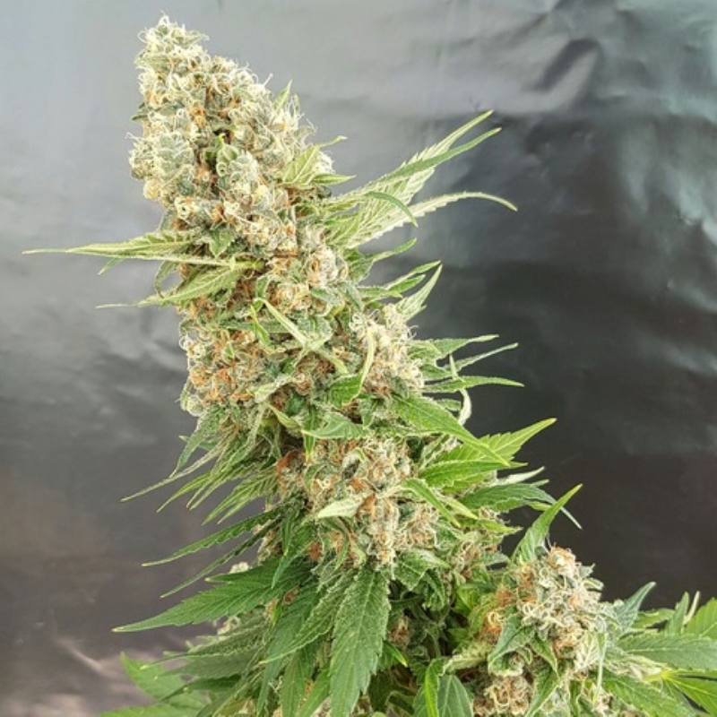 1 UND FEM - GORILLA CRITICAL * EXPERT SEEDS 1 UND FEMINIZADA