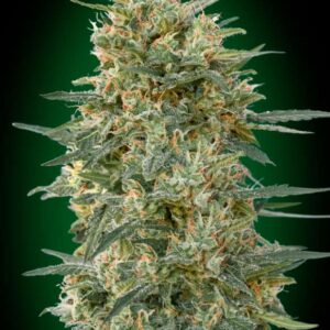 5 UND FEM - GORILLA FAST * 00SEEDS 5 UND FEMINIZADAS
