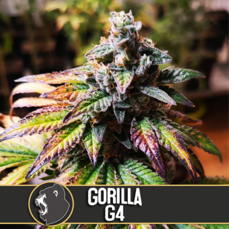 6 UND FEM - GORILLA G #4 * BLIMBURN SEEDS 6 UND FEMINIZADAS