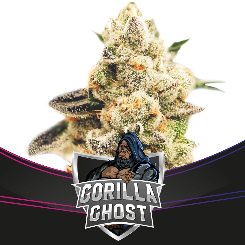 2 UND FEM - GORILLA GHOST - DRAFT LINE * BSF SEEDS 2 UND FEMINIZADAS