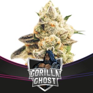 7 UND FEM - GORILLA GHOST -DRAFT LINE * BSF SEEDS 7 UND FEMINIZADAS
