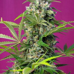 5 UND FEM - GORILLA GIRL ﾮ * SWEET SEEDS 5 UND FEMINIZADAS
