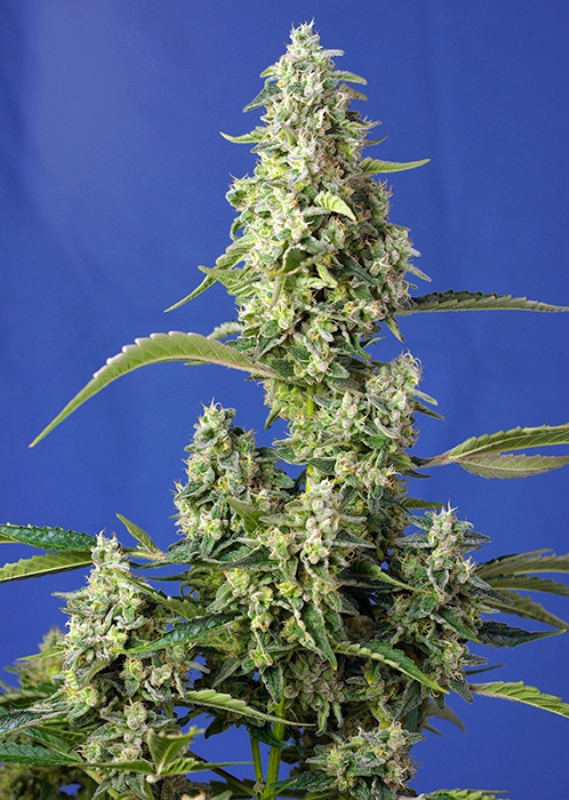 5 UND FEM - GORILLA GIRL F1 FAST VERSION ﾮ * SWEET SEEDS 5 UND FEMINIZADAS