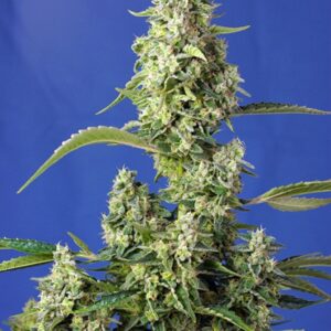 25 UND FEM - GORILLA GIRL XL AUTO ﾮ * SWEET SEEDS 25 UND FEMINIZADAS