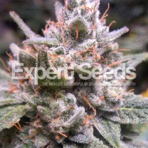 1 UND FEM - EXPERT GORILLA AUTO * EXPERT SEEDS 1 UND FEMINIZADA