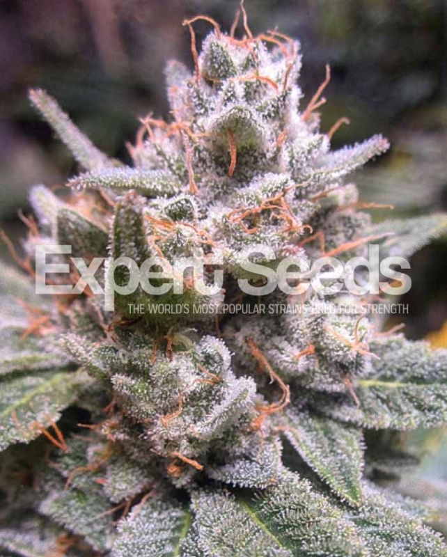 1 UND FEM - EXPERT GORILLA AUTO * EXPERT SEEDS 1 UND FEMINIZADA