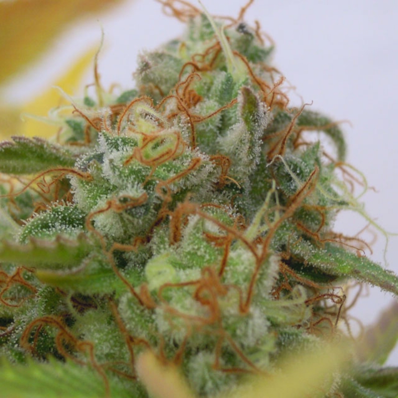 3 UND FEM - GORILLA GLUE #4 AUTO * ORIGINAL SENSIBLE 3 UND FEMINIZADAS