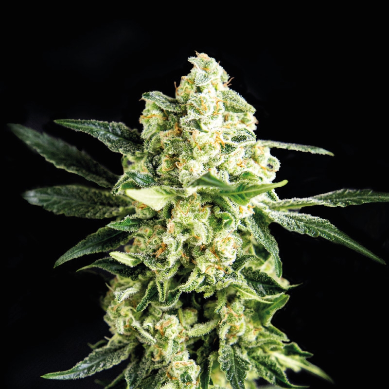 4 UND FEM - GORILLA GLUE #4 * BSF SEEDS 4 UND FEMINIZADAS