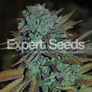 1 UND FEM - EXPERT GORILLA * EXPERT SEEDS 1 UND FEMINIZADA