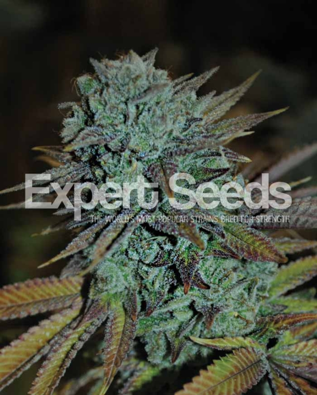 1 UND FEM - EXPERT GORILLA * EXPERT SEEDS 1 UND FEMINIZADA
