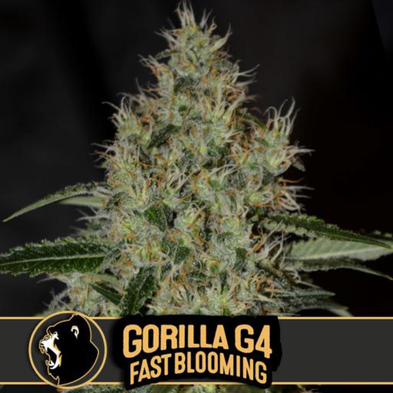 6 UND FEM ﾖ GORILLA GLUE #4 FBV * BLIMBURN SEEDS 6 UND FEMINIZADAS