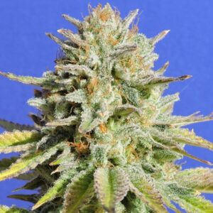 25 UND FEM - GORILLA GLUE # 4 * ORIGINAL SENSIBLE 25 UND FEMINIZADAS