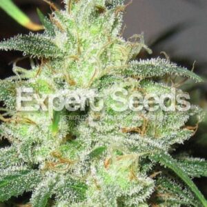 1 UND FEM - GORILLA  CHEESE  * EXPERT SEEDS 1 UND FEMINIZADA