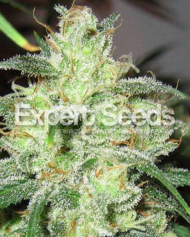 1 UND FEM - GORILLA  CHEESE  * EXPERT SEEDS 1 UND FEMINIZADA