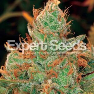 1 UND FEM - GORILLA GLUE # 4 X LILLY * EXPERT SEEDS 1 UND FEMINIZADA